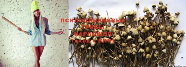 гашик Алексеевка